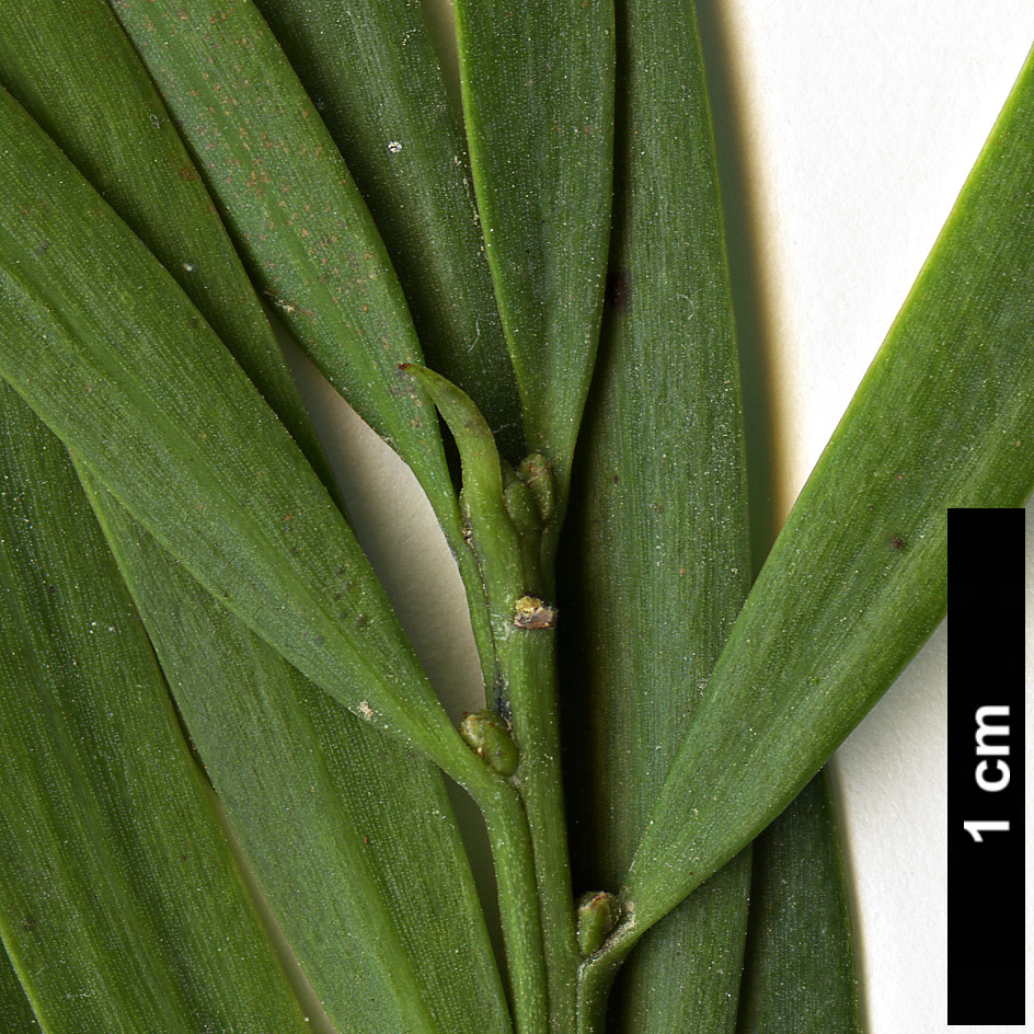 High resolution image: Family: Podocarpaceae - Genus: Afrocarpus - Taxon: falcatus